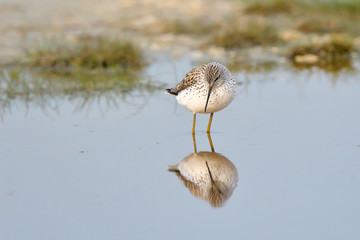 Marsh Sandpiper in shallow water