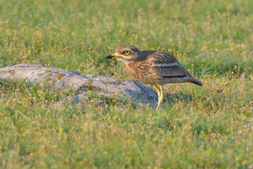 stone curlew on a steppe habitat