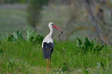 White stork eating a snake
