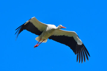 White Stork in flight