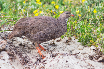 Cape spurfowl (Pternistis capensis) in Table Bay Nature Reserve