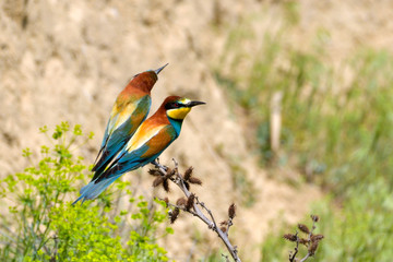 European Bee Eater