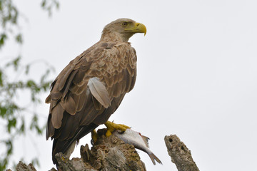 White Tailed Eagle on a branch