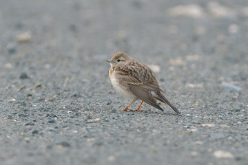 Greater short-toed lark on the ground