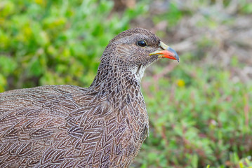 Cape spurfowl portrait (Pternistis capensis) in Table Bay Nature Reserve