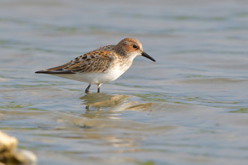 Little stint in shallow water