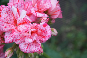 closeup colorful pink begonia flower background