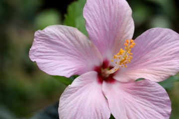 closeup of purple hibiscus flower revealing male and female reproductive organs pistil