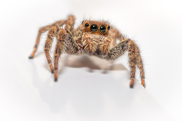 Close up of a cute little jumping spider on a white background