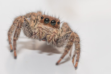 Close up of a cute little jumping spider on a white background