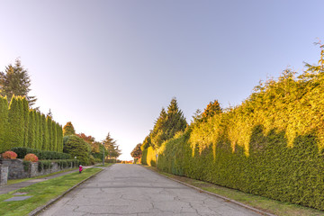 Fototapeta premium autumn street with trees and fallen leaves, green fence from plants