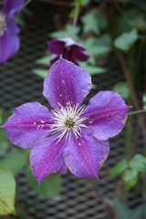 blue violet clematis violet ramona close up macro flower