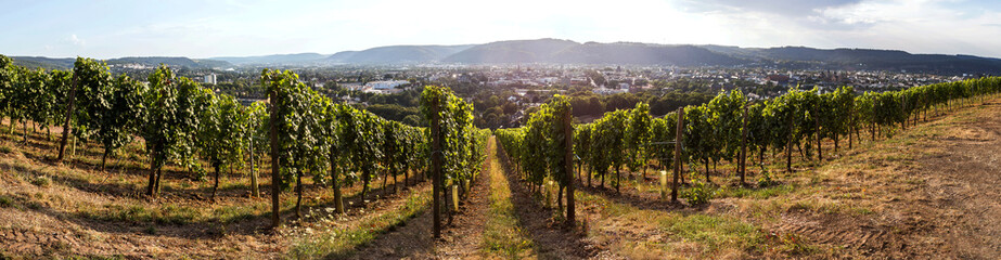 Fototapeta na wymiar historic trier germany and vineyard from above high definition panorama