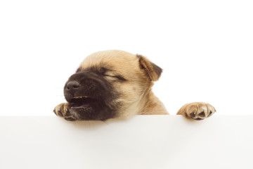 cute baby dog or puppy yawning with white board isolated