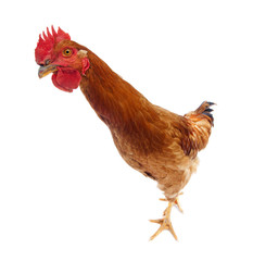 funny and curious rooster chicken looking at camera