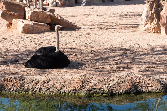 Beautiful ostrich near water