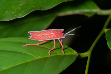 Tessaratoma papillosa Longan stink bug on green leaf