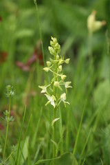 Platanthère à deux feuilles (Platanthera bifolia)