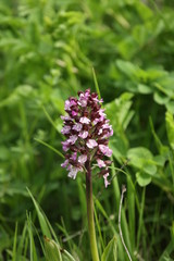 Orchis pourpre (Orchis purpurea)