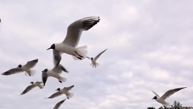 A large flock of seagulls hovers in the air, above the beach against the blue sky. Slow motion, bottom view.