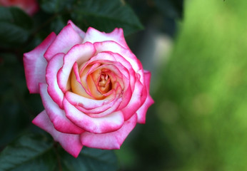 Gorgeous bright colorful rose in the garden