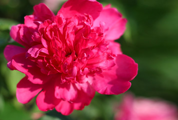 Obraz premium Bright crimson peony with lush petals