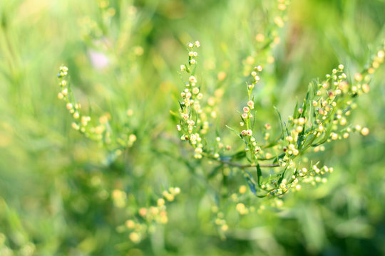 estragon grass in the natural environment