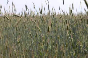 high rye in the field close-up