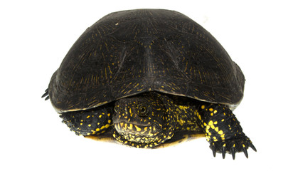 turtle isolated on white background