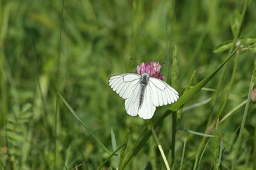 Gazé (Aporia crataegi)