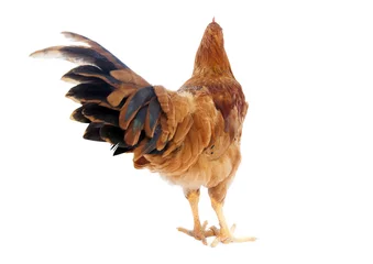 Photo sur Plexiglas Poulet poule ou coq vue de la queue arrière
