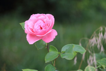Beautiful pink rose in a garden