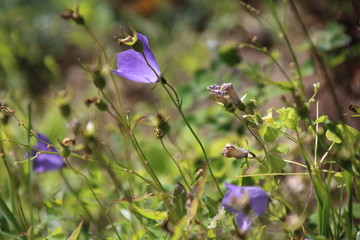 Bellflower Campanula carpatica