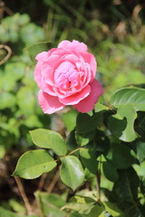 Beautiful pink rose in a garden