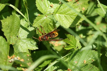 Frelon européen (Vespa crabro)