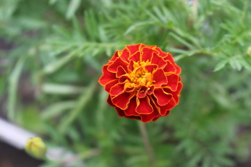 Orange flower  blooms on a meadow