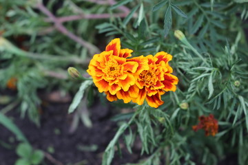 Orange flowers blooms on a meadow