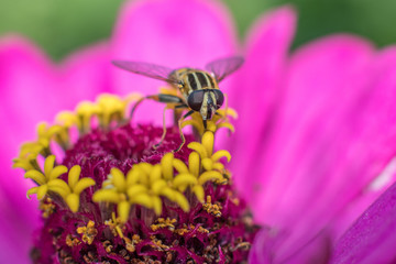 Hoverfly fly on a close-up flower