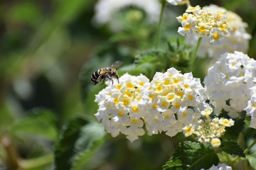 bee on the flower