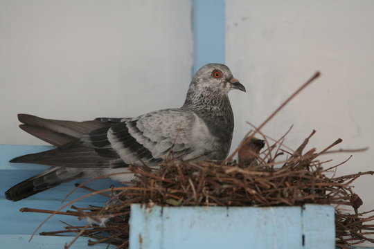 Pegeons in the nest