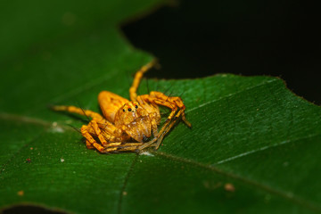 Macro Jumping Spider