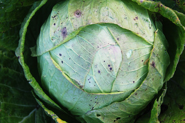 Beautiful Organic Cabbage