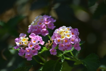Cyprus garden flower