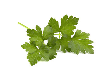 parsley isolated on a white background