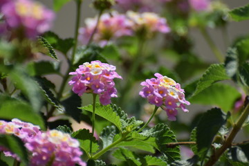 Cyprus garden flower