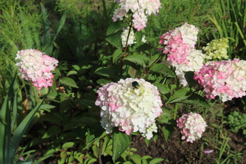pink hydrangea flowers with white edge in a garden