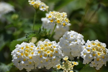 Cyprus garden flower
