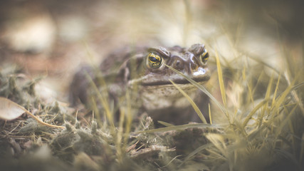 Animals and vermin of the planet