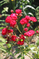 Bud of red rose