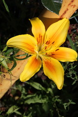 Yellow lily flower